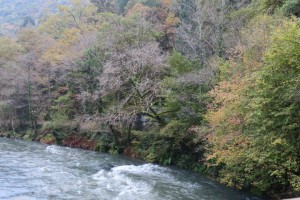 Bosque de galería en las Fragas del Eume / 2018 / Aceytuno