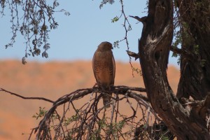 Halcón sobre Acacia erioloba en el desierto del Namib, en Namibia, diciembre 2016 / Aceytuno