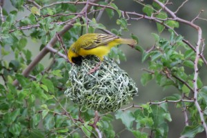 Tejedor enmascarado (Ploceus velatus) tejiendo su nido / Okonjima (Namibia) África, diciembre 2016 / Aceytuno