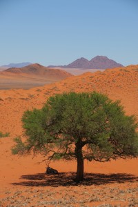 Orix gazella a la sombra de una Acacia erioloba en el desierto de Namib, Namibia, África, diciembre 2016 / Aceytuno