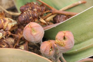 Piña de la Welwitschia mirabilis tierna y ya madura al fondo con las semillas / Namibia, diciembre 2016 / Aceytuno