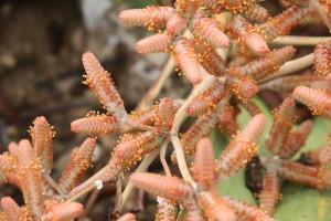 Primer plano de las flores masculinas con polen de la weltwitschia / Namibia, diciembre 2016 / Aceytuno