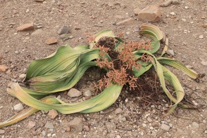 Plano general de Welwitschia mirabilis, pie masculino / Namibia, diciembre 2016 / Aceytuno