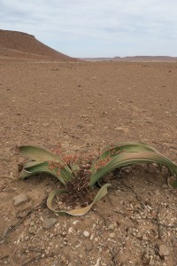 Welwitschia mirabilis / Namibia, diciembre 2016 / Aceytuno