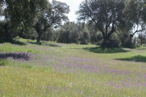 Encinas en primavera con las viboreras florecidas / Aceytuno