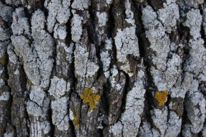 Gris luminoso de ceniza seca sobre el tronco de una encina / Aceytuno