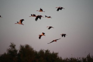 Cigüeñas al atardecer