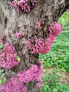 Fenómeno de caulifloria por el que salen las flores del tronco en el Cercis siliquastrum / Abril, 2017 / Aceytuno