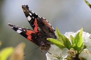 Fimbrias de la Vanessa atalanta sobre flor de ciruelo japonés / Primavera 2017