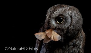 Autillo europeo (Otus scops) . FOTO: NaturaHD