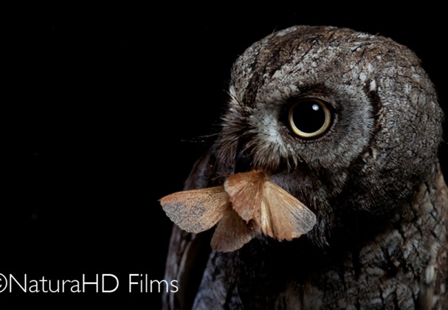 Nuevo Clip Natura: Autillo Europeo (Otus scops)