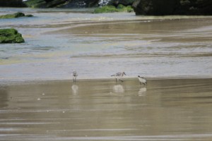 Correlimos en la playa de San Jorge / Mayo 2017/ Aceytuno