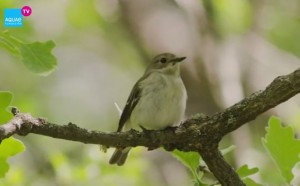 Papamoscas cerrojillo (Ficedula hypoleuca) hembra