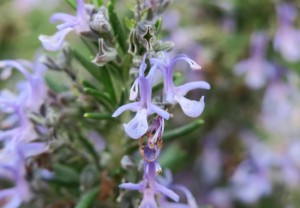 Romero (Rosmarinus officinalis)