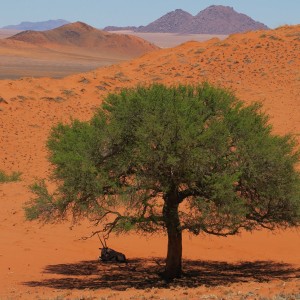 Orix a la sombra de una acacia en el desierto del Namib en Namibia.