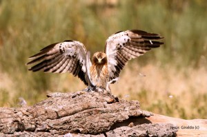 Águila Calzada clara cazando / Autor: Jesús Giraldo 