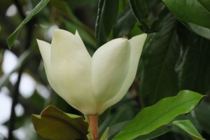 Flor del magnolio (Magnolia grandiflora) / Acetuno