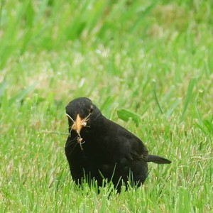 Mirlo común (Turdus merula) / Aceytuno