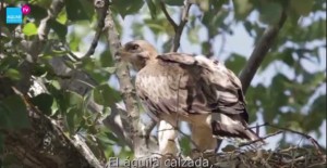 Águila Calzada / Fotograma clip Natura Fundación Aquae / NaturaHD