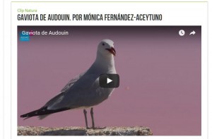 Gaviota de Audouin / Imagen NaturaHdfilms / Efe Verde