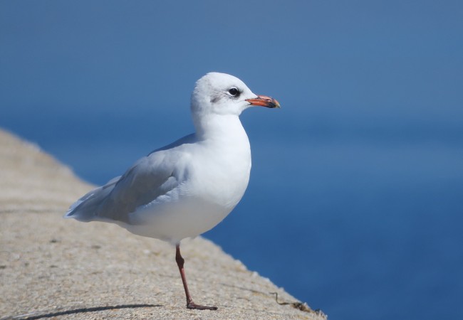 Gaviota cabecinegra