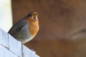 Petirrojo (Erithacus rubecula) cantando en el sobrado/ Aceytuno, 2017