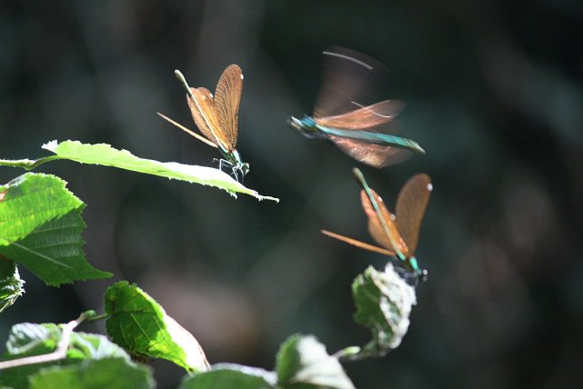 AMOR A LA NATURALEZA