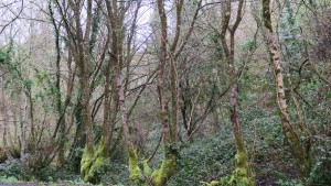 Bosque de ribera a la orilla del río / Aceytuno