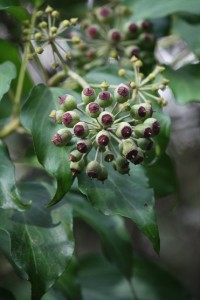 Frutos de la hiedra / Aceytuno