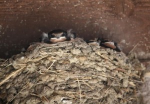 Nido de golondrina común (Hirundo rustica) / Aceytuno