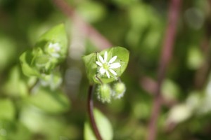 Stellaria media