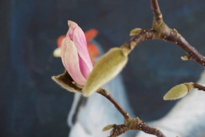 Flor de Magnolia abierta en Madrid en un jarrón con agua el 16 de febrero de 2018