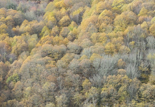 Día de la Poesía y de los Bosques