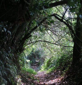 Túnel de luz del bosque / Aceytuno