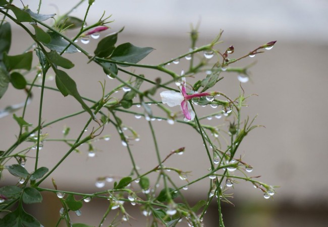 Lluvia