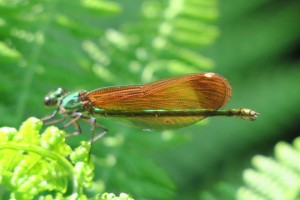 Hembra de Calopteryx virgo casi imposible de distinguir del macho cuando está inmaduro