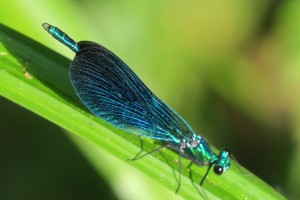 Bella dama o señorita (Calopteryx virgo) macho maduro