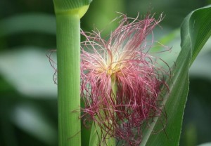 Mazorca de maíz / Aceytuno