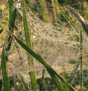 Rocío sobre telaraña de los prados / Aceytuno