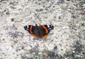 Mariposa vulcana sobre terraplén