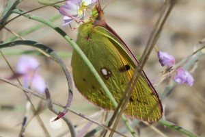 Colias spsp. en las dunas de Doniños / Aceytuno