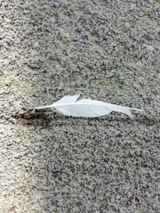 Pluma de gaviota entre bellotas de mar / Aceytuno/ 2018