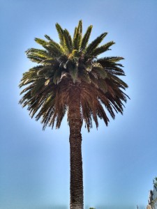 Palmera, sol verde del cielo / Aceytuno