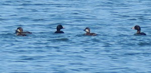 Patos negrones de cerca / Aceytuno