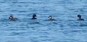 Patos negrones de cerca / Aceytuno