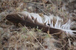 Pluma bajo la chopera / Aceytuno