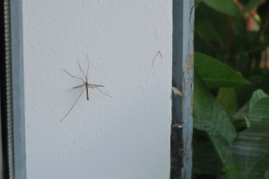 Típula en la ventana de casa el 31-10-2018 / Aceytuno