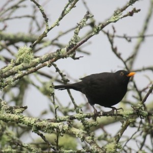 Mirlo (Turdus merula) el 29 de octubre de 2018