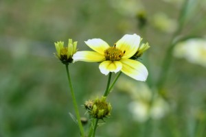 Amorsecano (Bidens pilosa) por el camino de casa el 1 de noviembre de 2018 / Aceytuno