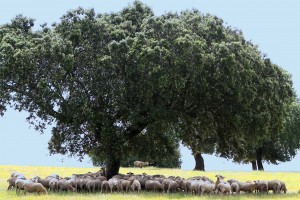 Ovejas amaturriadas a la sombra de una encina en extremadura / BarbeeAnne